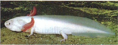 axolotl - mexicanum