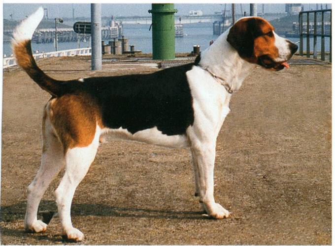 Foxhound