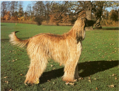 afghanerhund