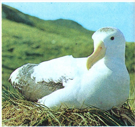 albatros