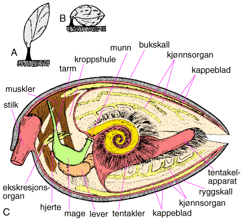 Artikel billede