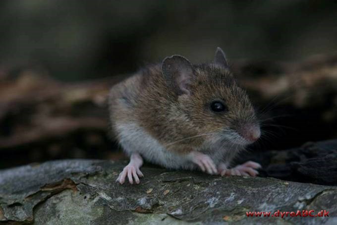 Skovmus - Apodemus sylvaticus