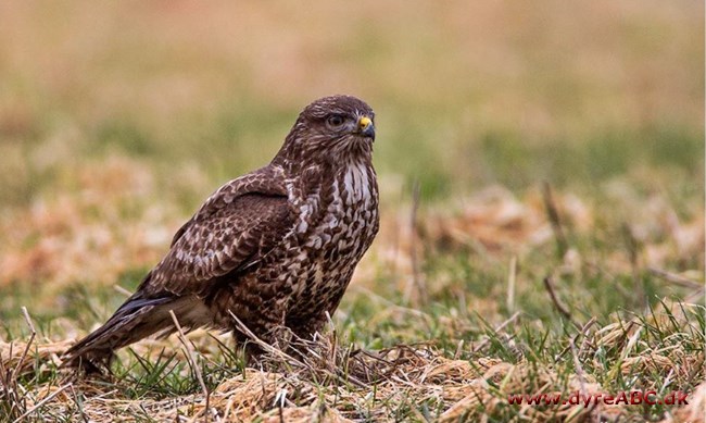 Musvåge - Buteo buteo