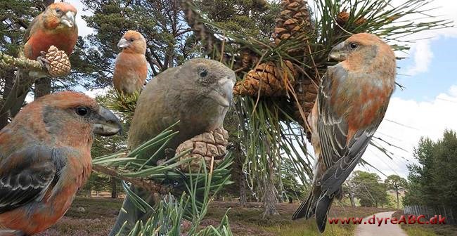 Stor korsnæb - Loxia pytyopsittacus