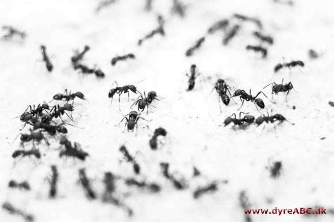 Sådan kommer du myrerne til livs