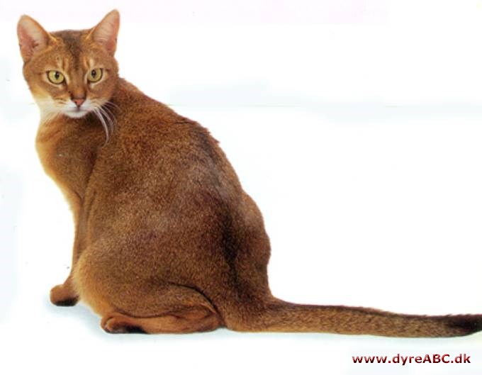 Abyssinier Vildfarvet