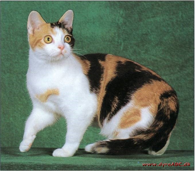 Amerikansk korthår Calico