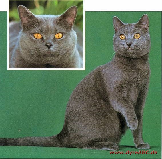 Chartreux