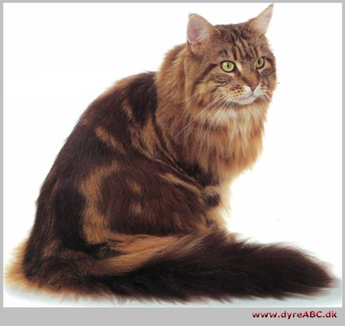 Maine coon kat