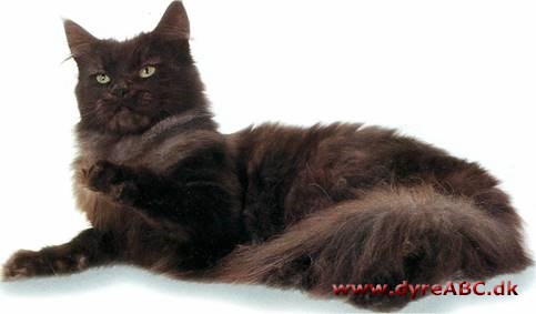 Maine coon kat