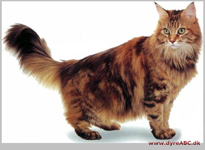 Maine coon kat