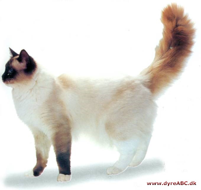 Ragdoll