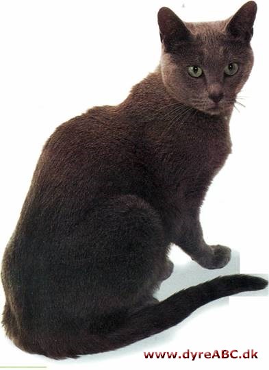 Russian Blue