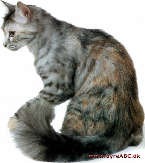 Tyrkisk angora