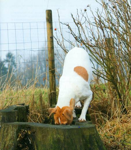 - Vagt- og gårdhunde