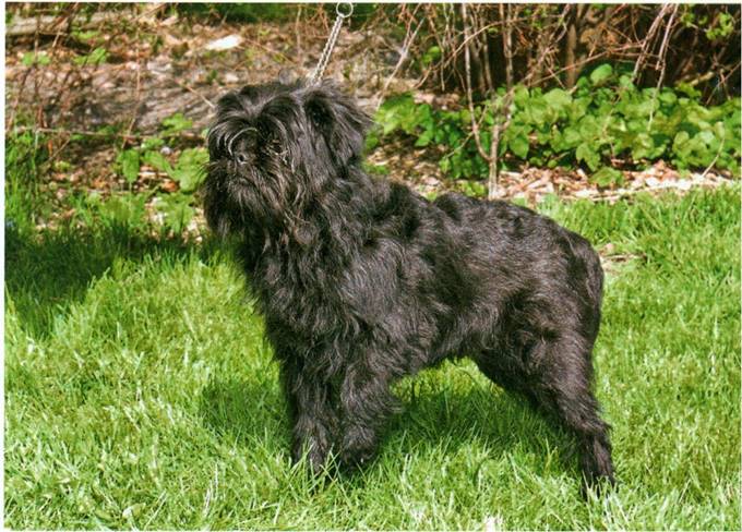 Affenpinscher