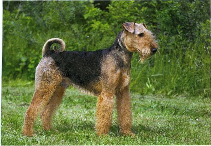 Airedale terrier