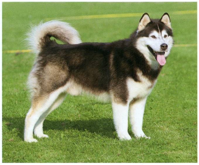 Alaskan malamute