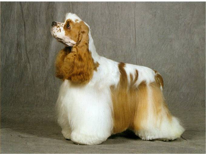 Amerikansk cocker spaniel