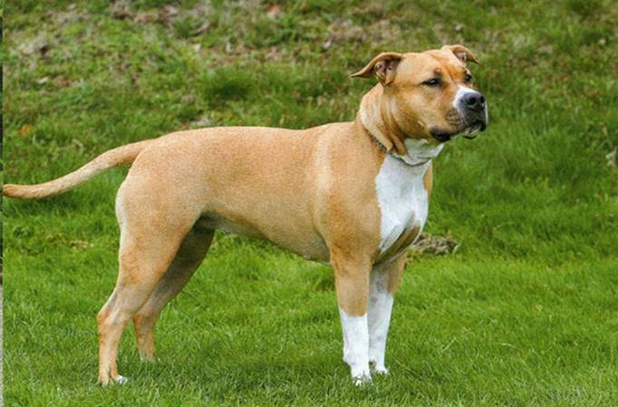 Amerikansk staffordshire terrier