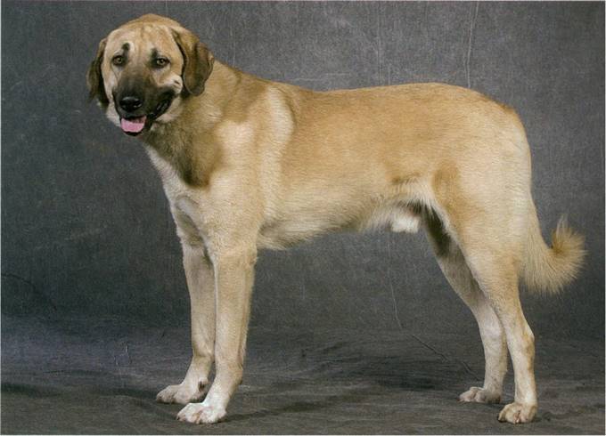 Anatolsk hyrdehund