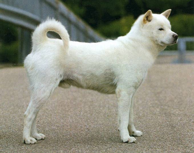 Andre japanske spidshunde