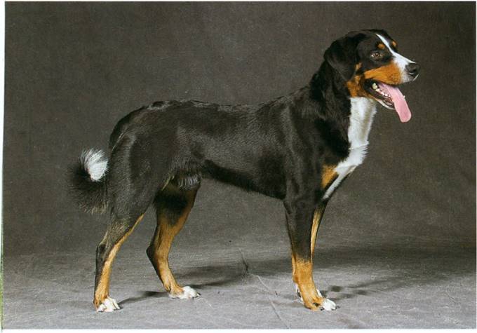 Appenzeller sennenhund