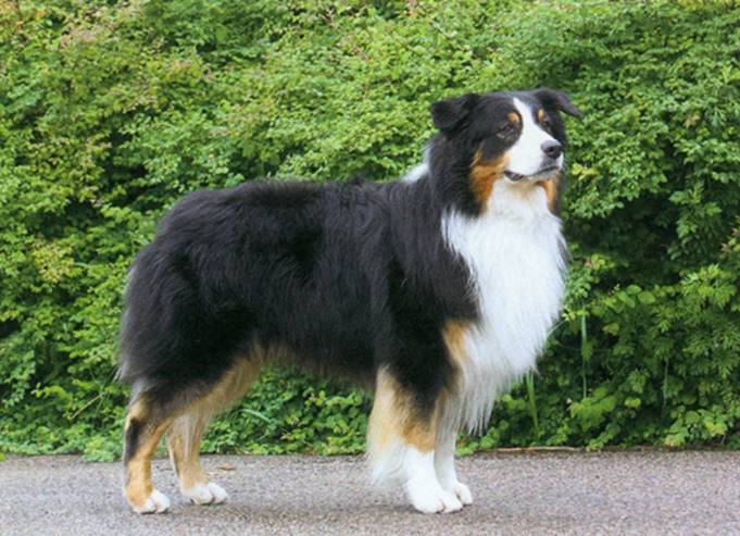 Australian shepherd