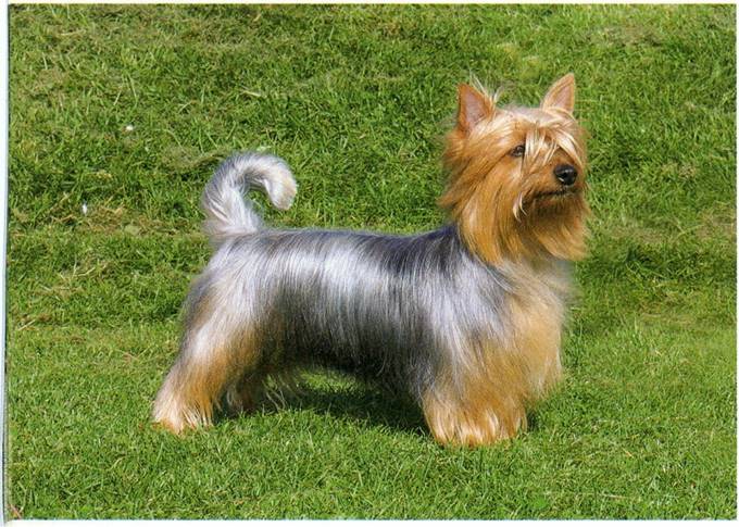 Australian silky terrier