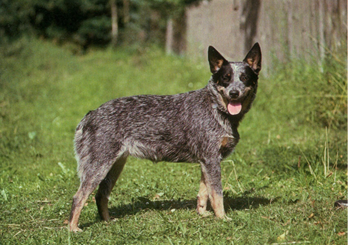 Australsk cattledog
