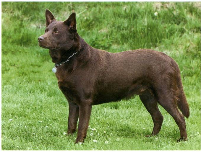 Australsk kelpie