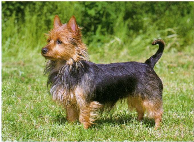 Australsk terrier