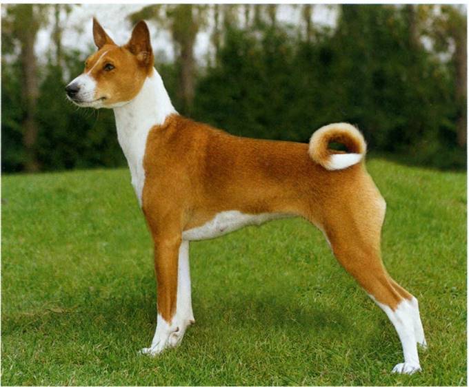 Basenji