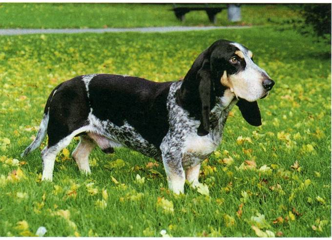 Basset bleu de gascogne