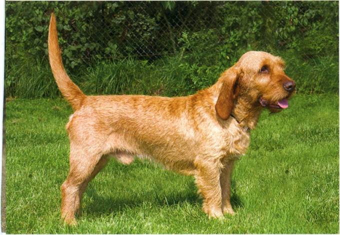 Basset fauve de bretagne