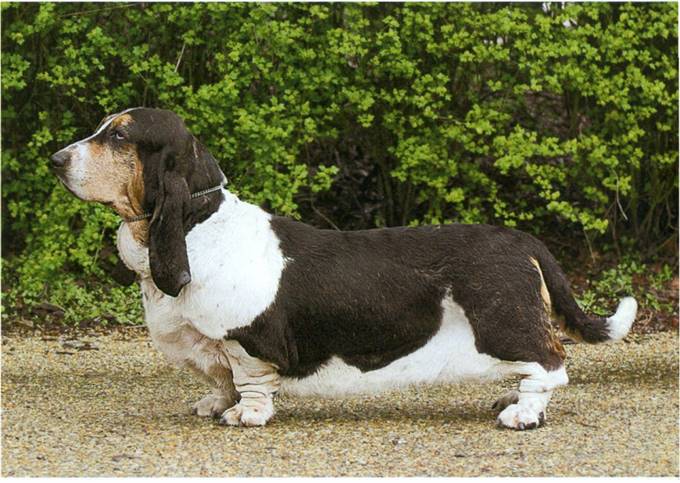 Basset hound