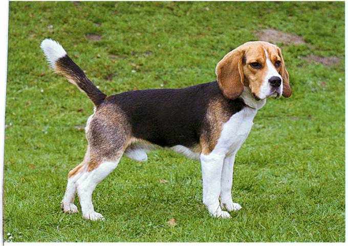 Beagle