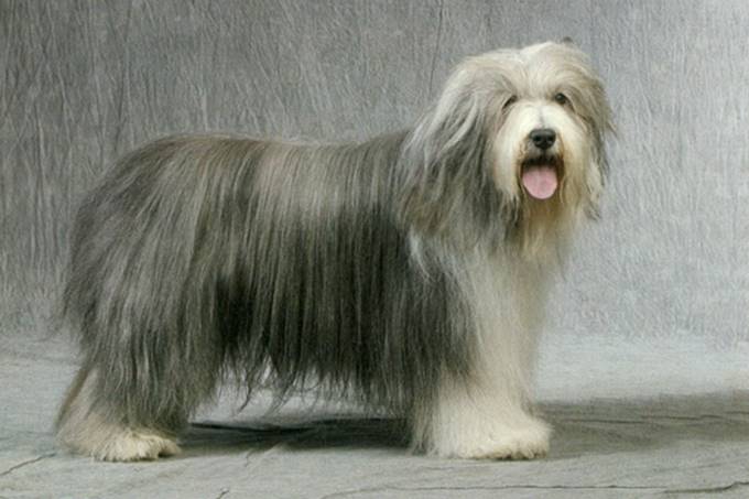 Bearded collie