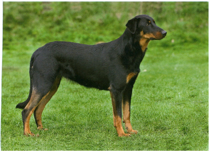 Beauceron