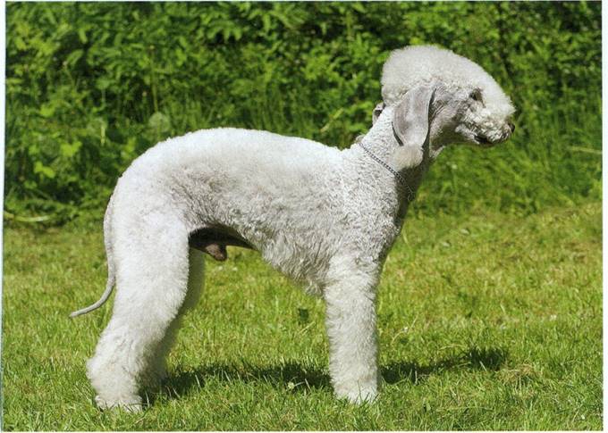 Bedlington terrier