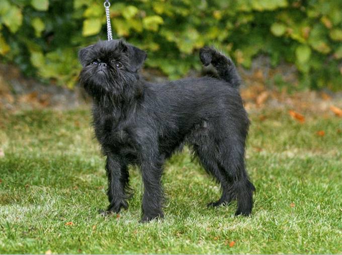 Belgiske griffoner