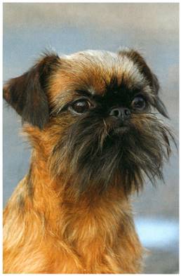 Belgiske griffoner