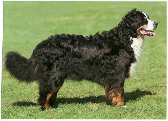 Berner sennenhund