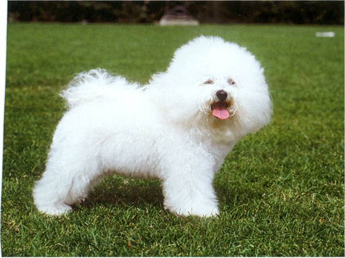 Bichon frisé