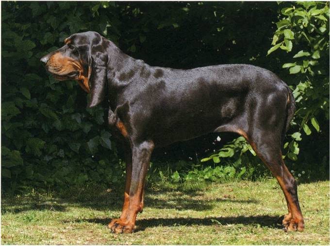 Black and tan coonhound