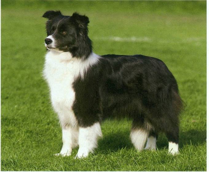 Border collie