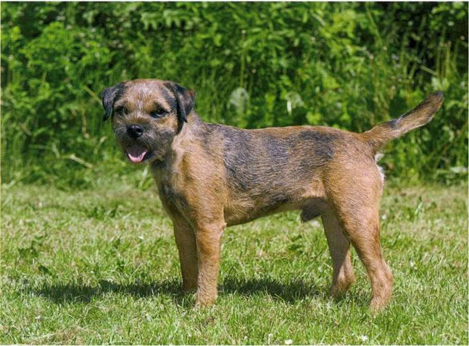 Border terrier