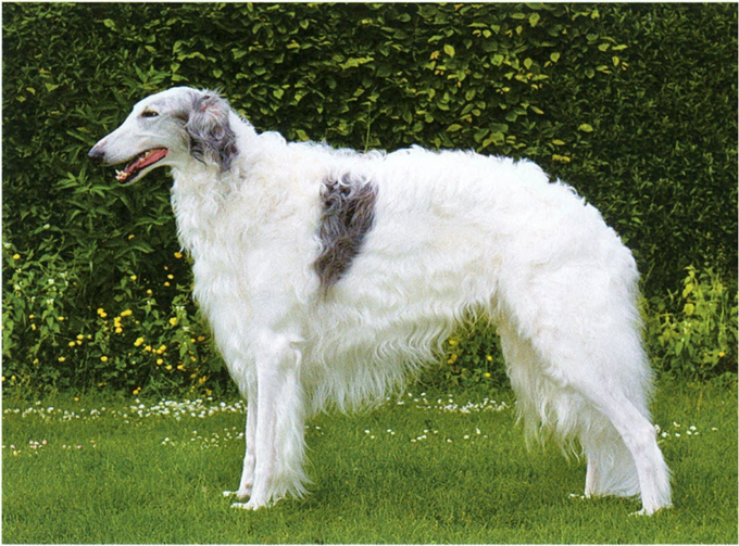 Borzoi