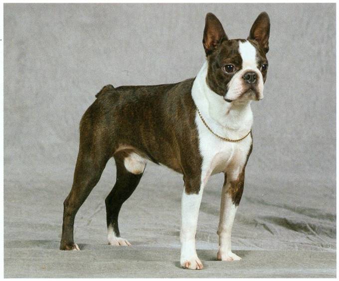 Boston terrier