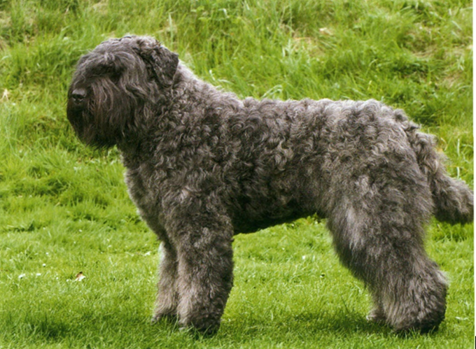 Bouvier des flandres